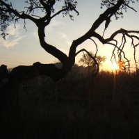 Foto de Castelldans