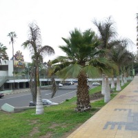Foto de Arica