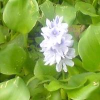 Foto de Suchitoto