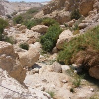 Foto de Ein Gedi