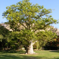 Foto de Ein Gedi
