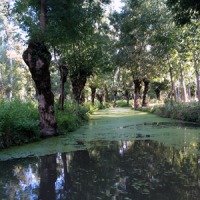 Foto de Coulon