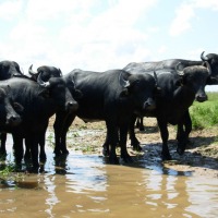 Foto de Apure