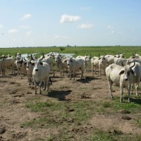 Foto de Apure
