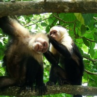 Foto de Cahuita