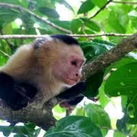 Foto de Cahuita