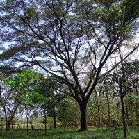 Foto de Guanacaste