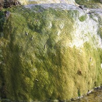 Foto de La Mesa de Veraguas