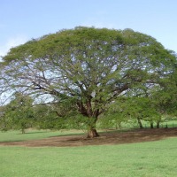 Foto de Guanacaste