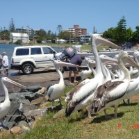 Foto de Port Macquarie