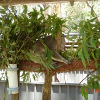 Foto de Port Macquarie
