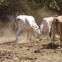 Foto de Guanacaste