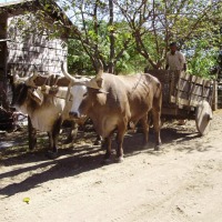 Foto de Guanacaste