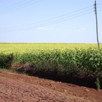 Foto de Jesús (Dpto. Itapua)