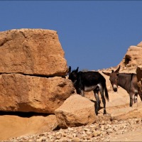 Foto de Petra