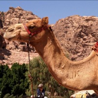 Foto de Petra