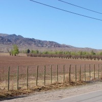 Foto de Barreal (San Juan)