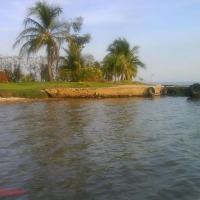 Foto de Palmas To