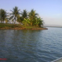 Foto de Palmas to
