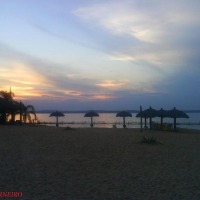 Foto de Palmas to