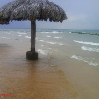 Foto de Palmas to