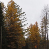Foto de Haukivuori
