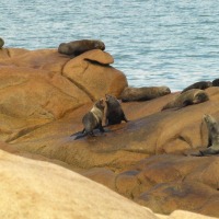 Foto de Cabo Polonio