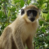 Foto de Lamin