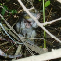 Foto de Lamin