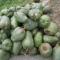 Foto de Santo Domingo de los Sachilas