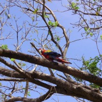 Foto de Guanacaste