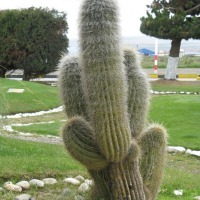 Foto de El Alto