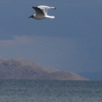 Foto de Huarina