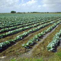 Foto de San Rafael de Yuma