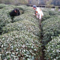 Foto de Hangzhou