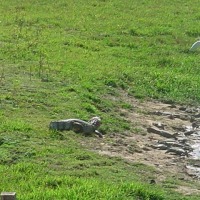 Foto de Apure
