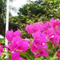 Foto de Foz do Iguacu