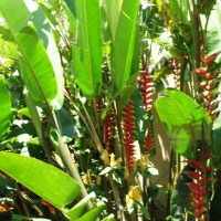 Foto de Foz do Iguacu