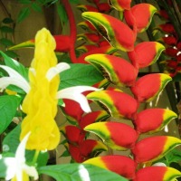 Foto de Foz do Iguacu