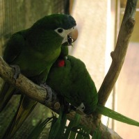 Foto de Foz do Iguacu