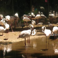 Foto de Foz do Iguacu