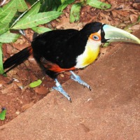 Foto de Foz do Iguacu