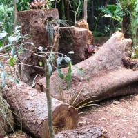 Foto de Foz do Iguacu