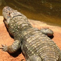 Foto de Foz do Iguacu