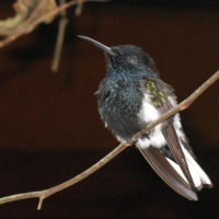 Foto de Foz do Iguacu