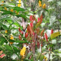 Foto de Foz do Iguacu