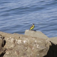 Foto de Puntarenas