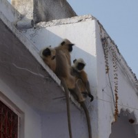 Foto de Pushkar