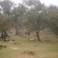 Foto de Larache