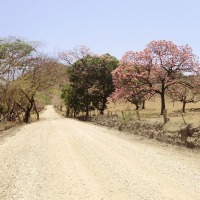 Foto de Guanacaste